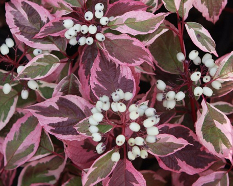 Дерен белый Сибирика