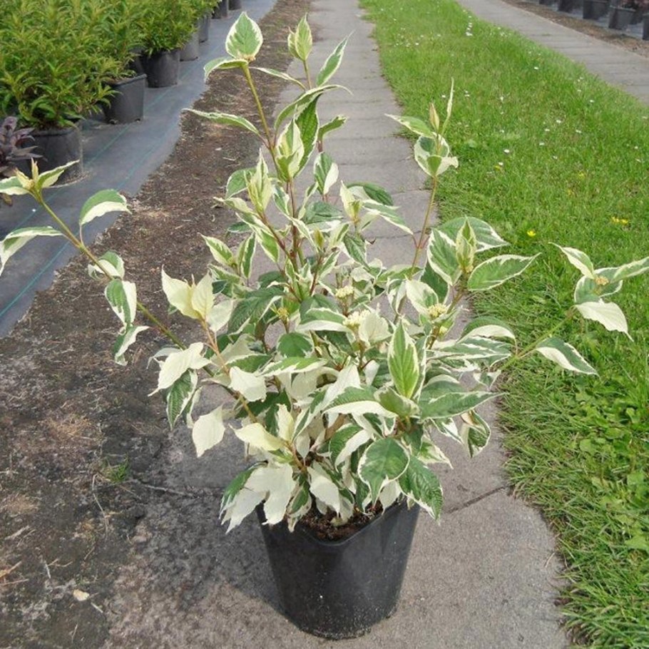 Дерен белый айвори Хало