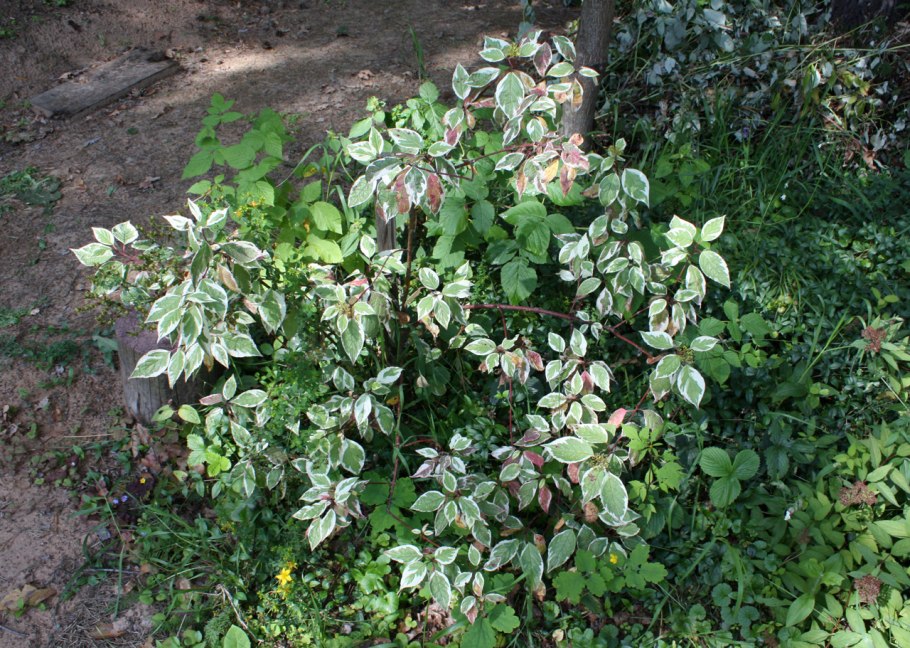 Дёрен Сибирский Варьегата