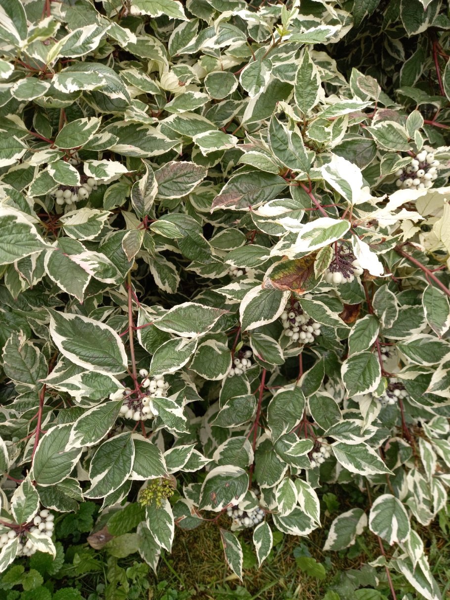 Cornus Alba Siberian Pearls