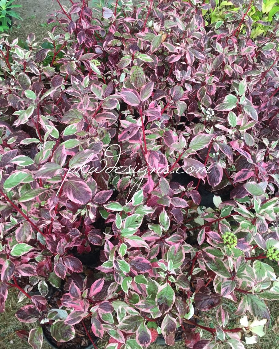 Диорин сиририка Вариегата