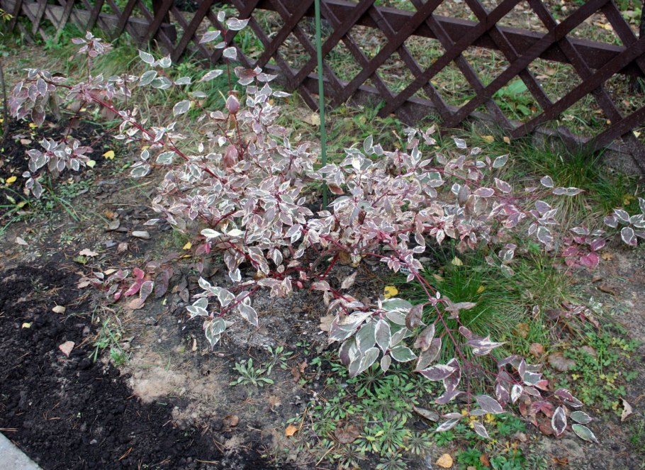 Голубая ель дерен Сибирика Вариегата