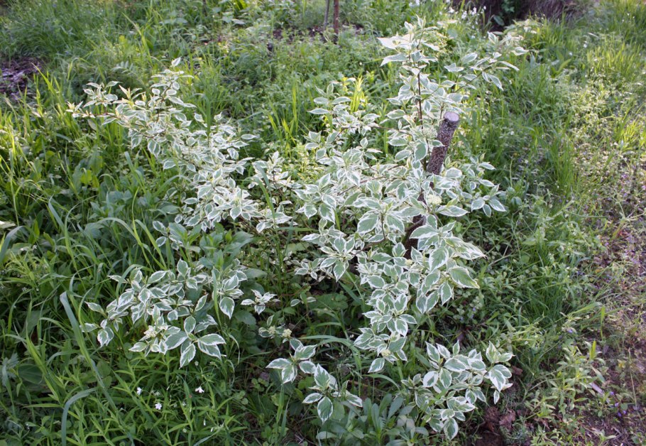 Дёрен Сибирский Варьегата