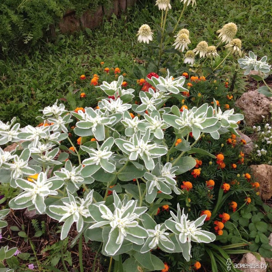 Молочай окаймленный (Маргината)