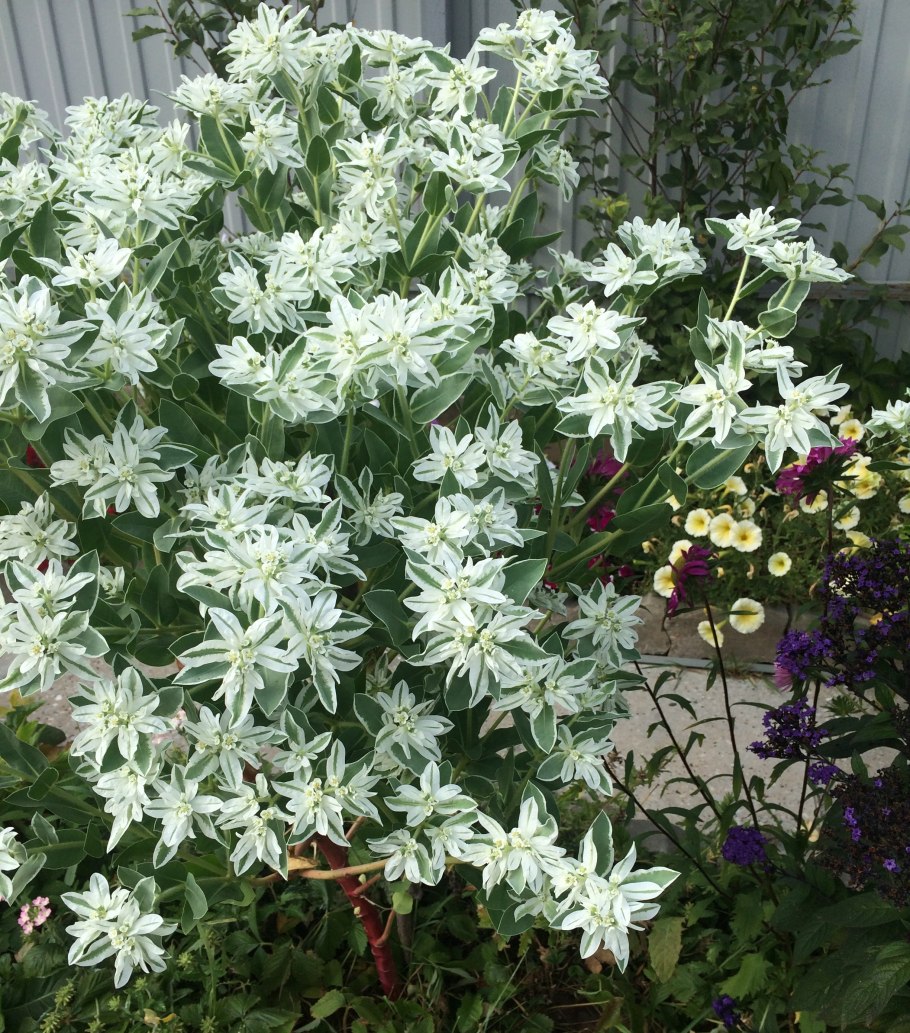 Молочай окаймленный Снежная вершина