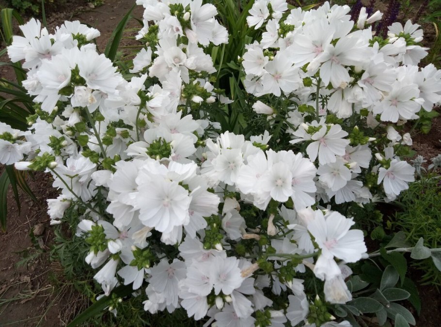 Мальва мускусная Альба