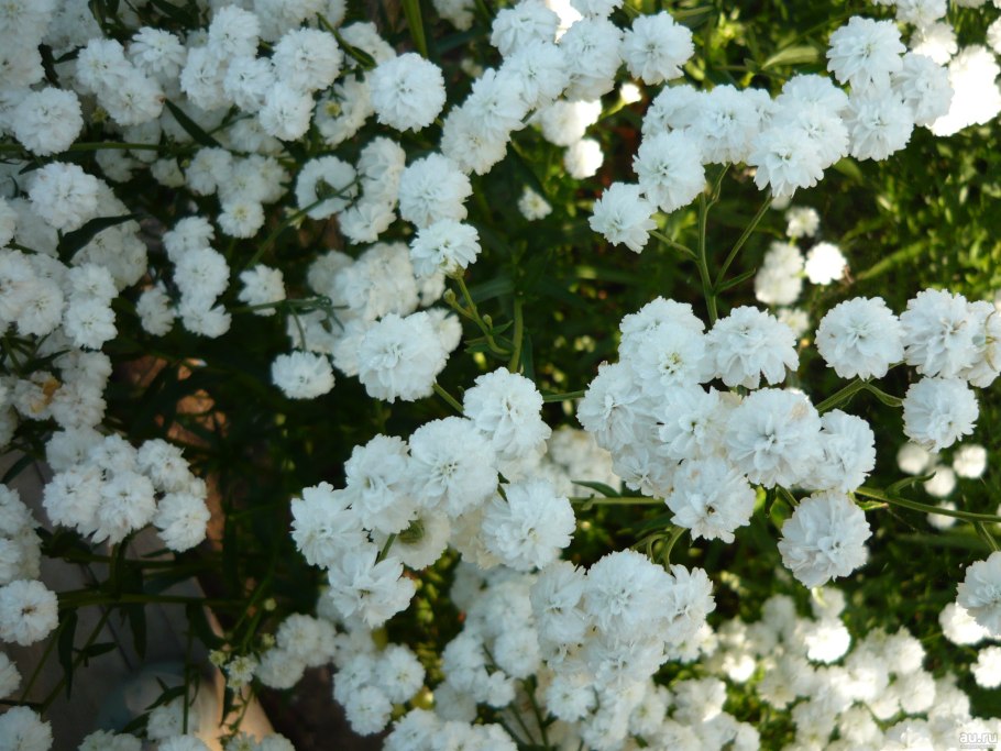 Ахиллея птармика ареал