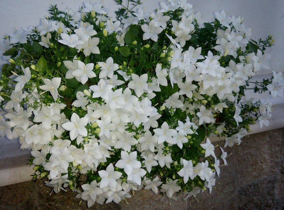 Кампанула Альба ампельная