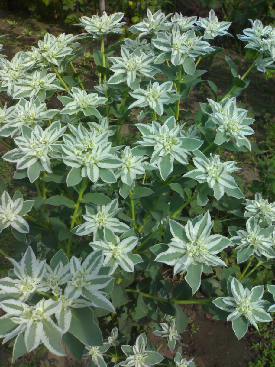 Молочай окаймленный (Маргината)