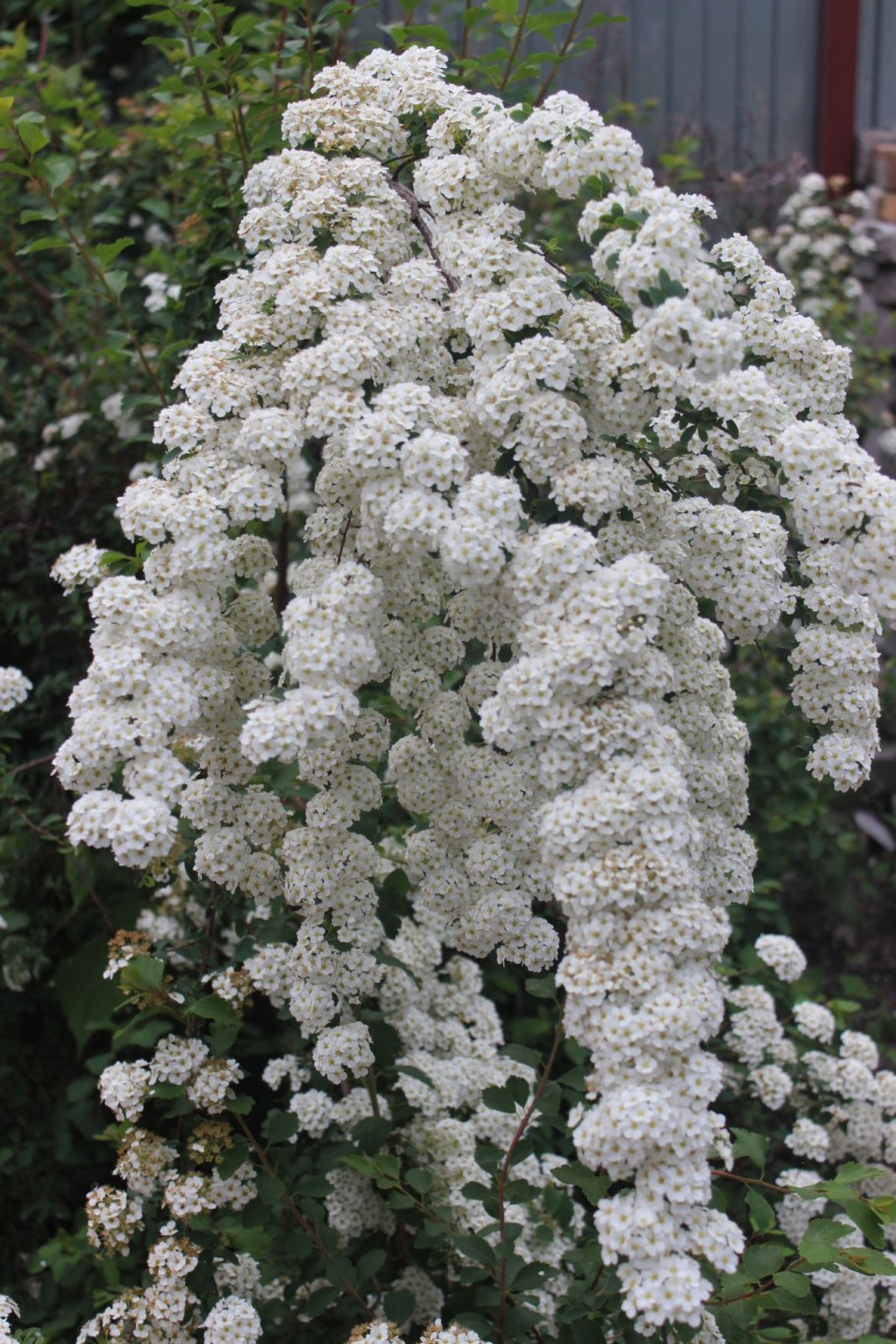 Спирея Вангутта