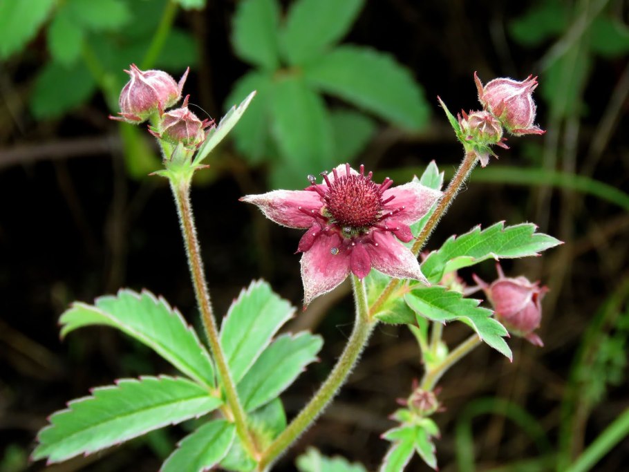 153. Сабельник болотный