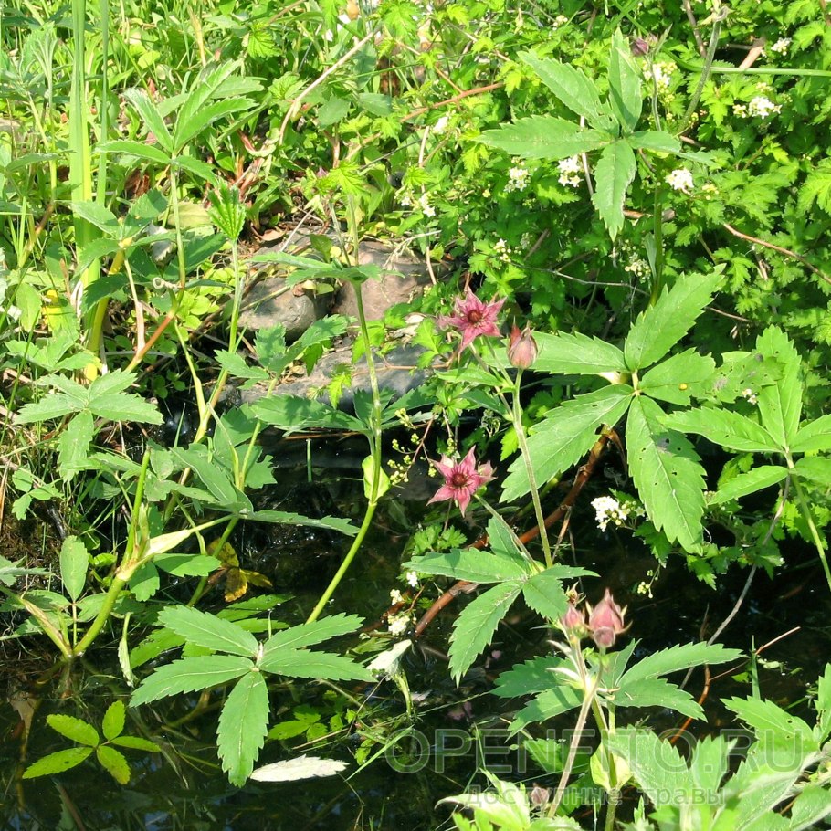 Сабельник болотный трава