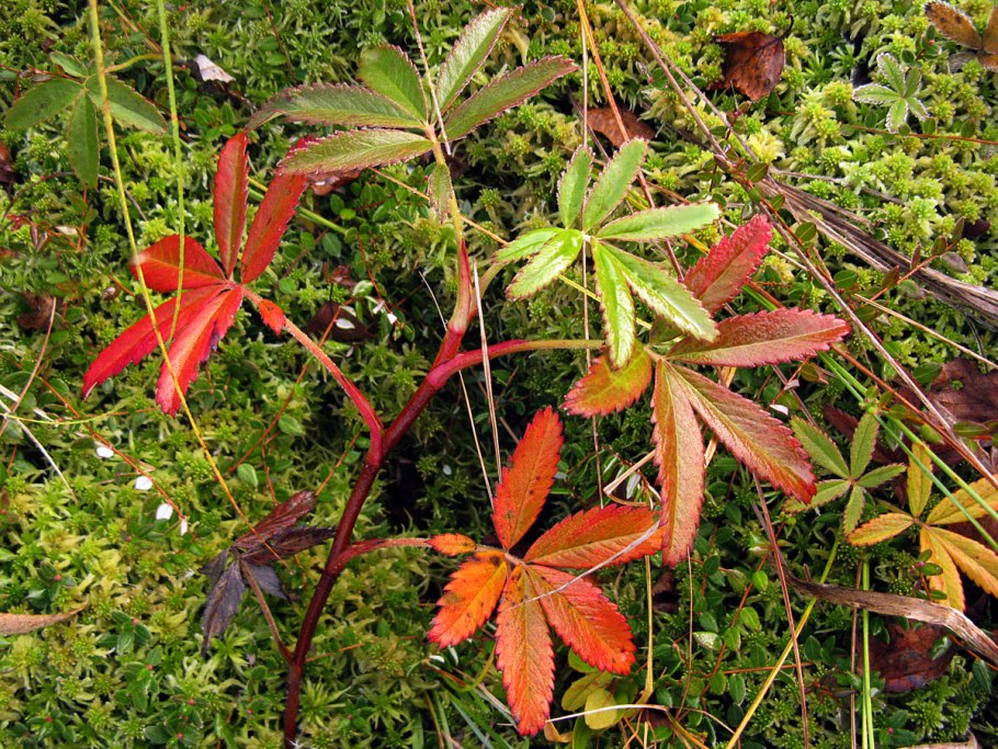 Сабельник корень, 50 гр.