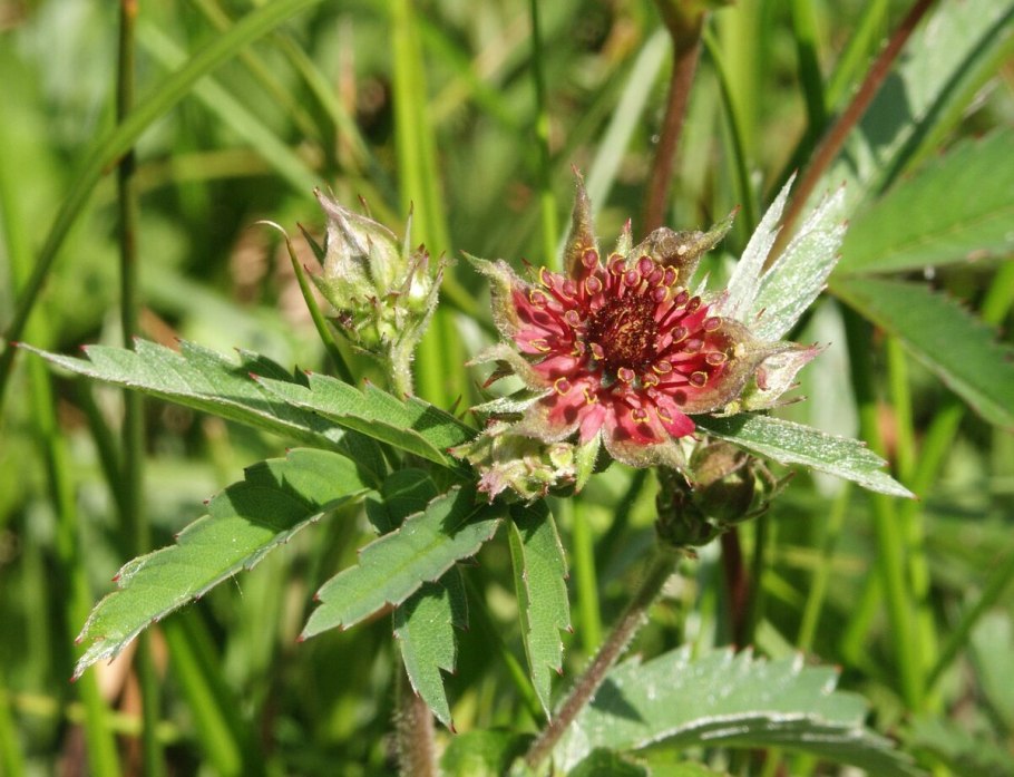 Корень болотистой местности