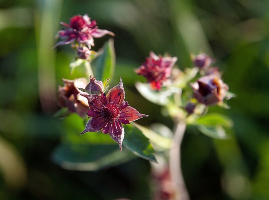 Сабельник трава