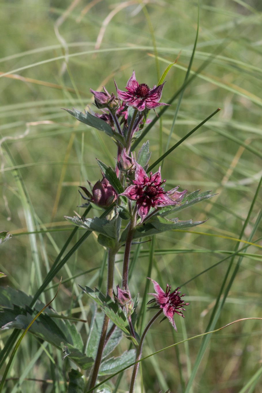 Сабельник болотный