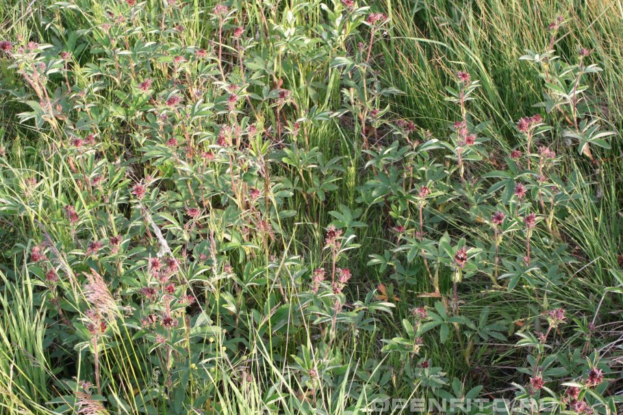 Сабельник трава