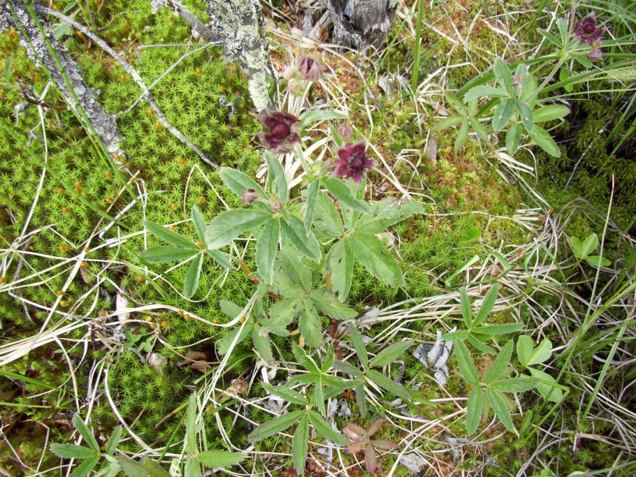 Сабельник растение