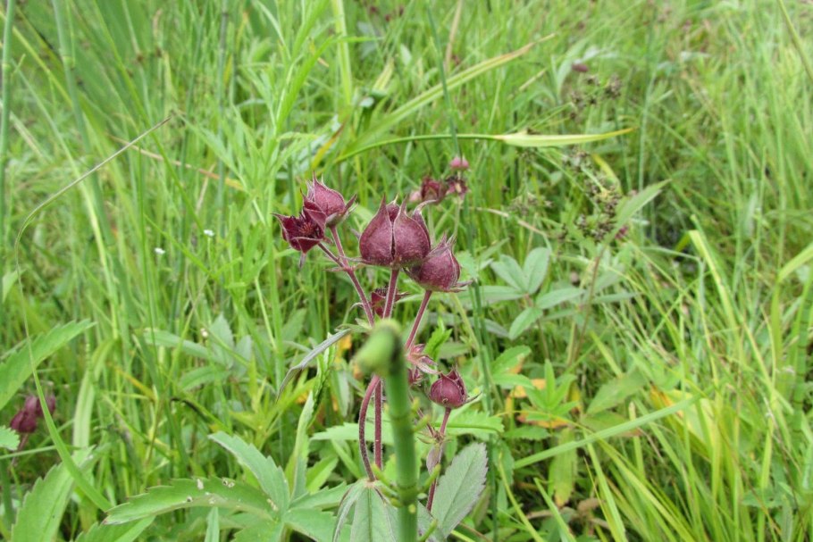 Болотный сабельник