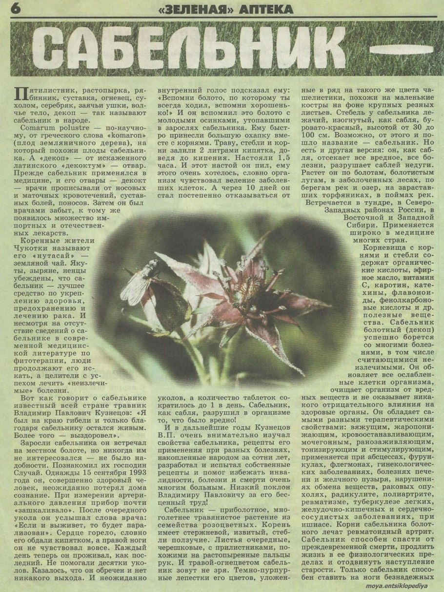 Лечебная трава Comarum palustre