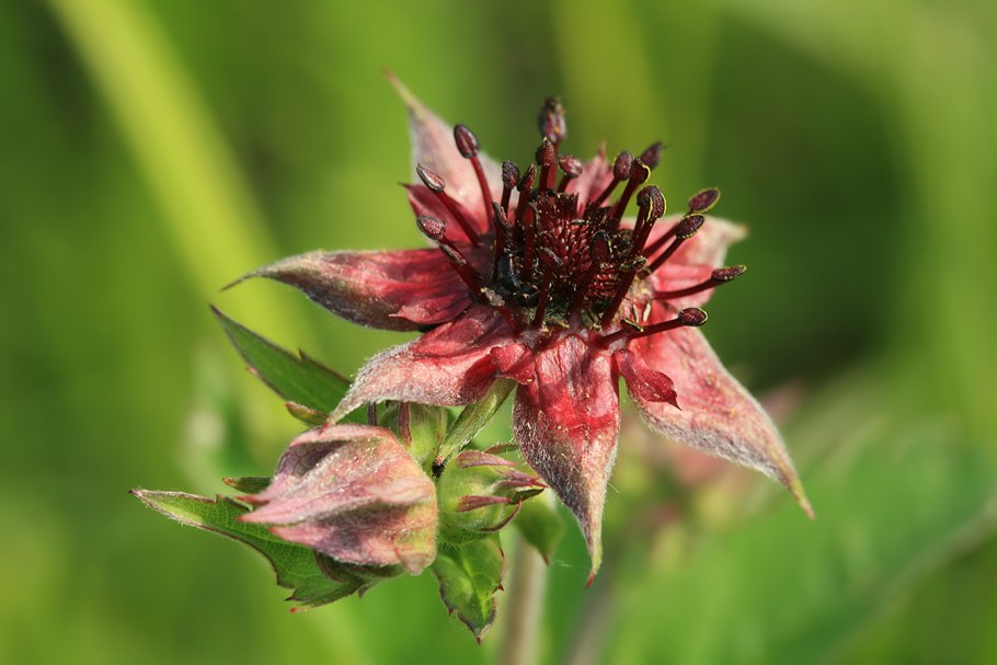 Сабельник травы Алтая