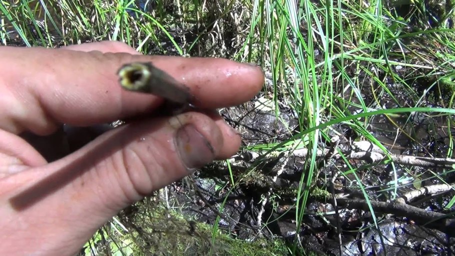 Болотник болотный