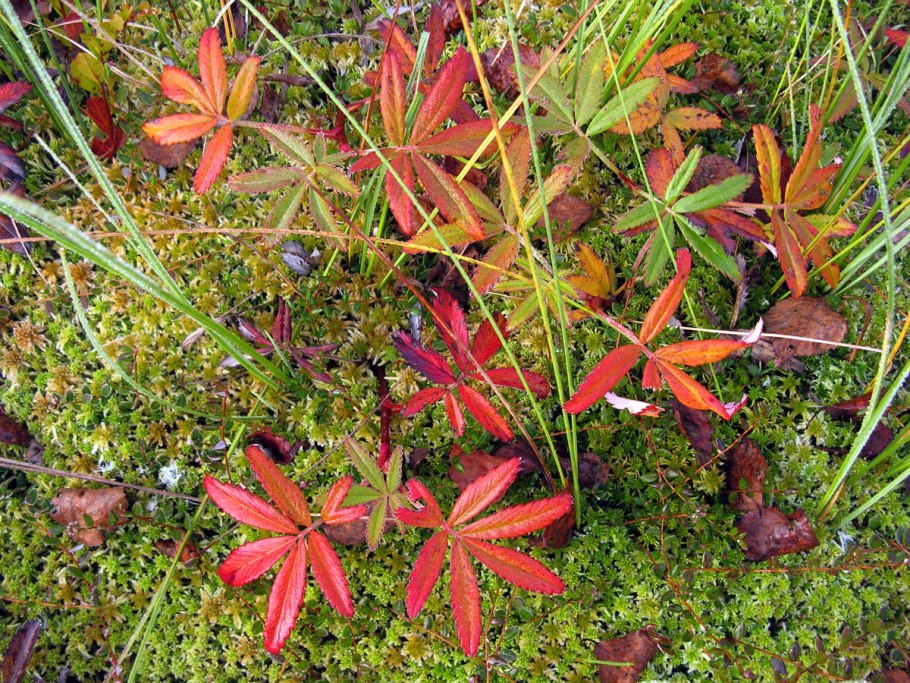 Сабельник болотный