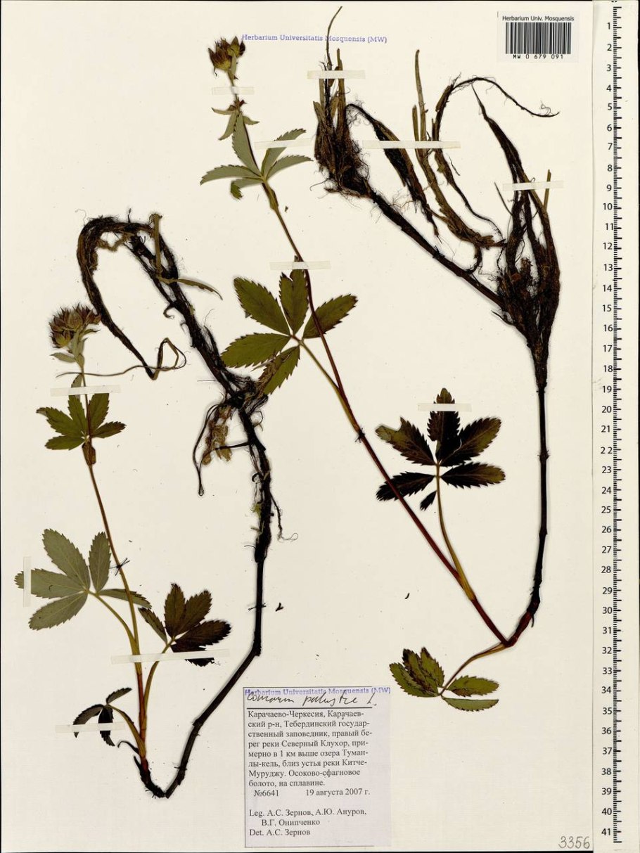 Сабельник болотный растение