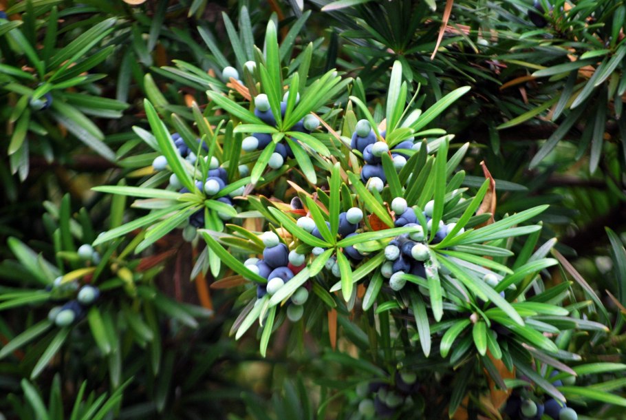 Ногоплодник подокарпус