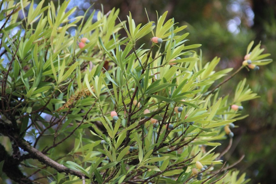 Мармеладное дерево Ногоплодник