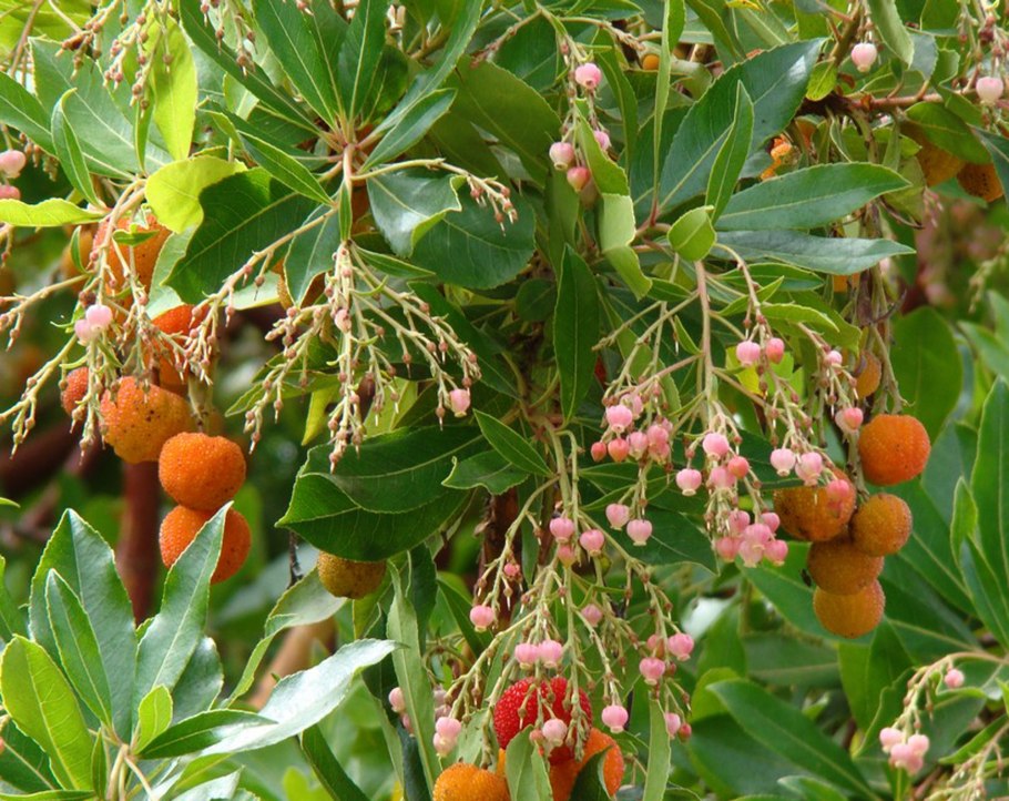 Зизифус куст