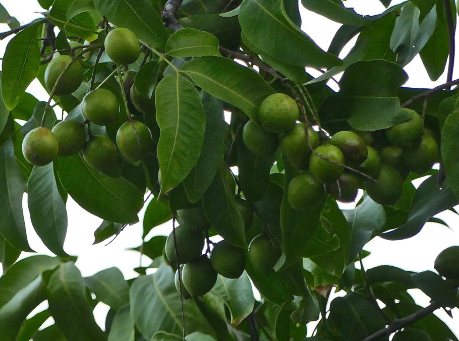 Сапотовое дерево Саподилла