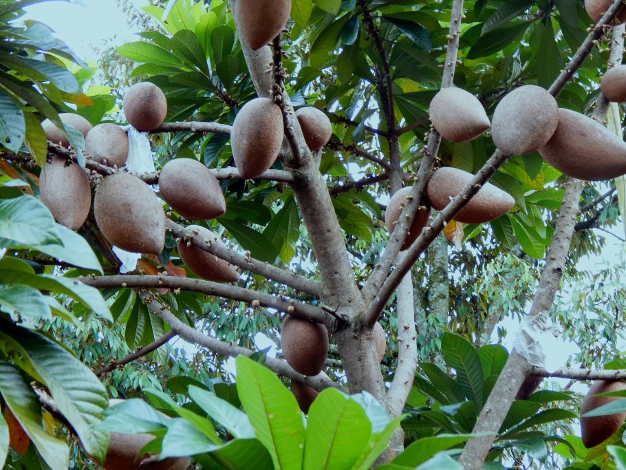 Фотографии мармеладного дерева