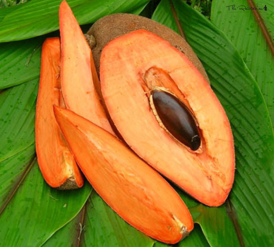 Зизифус обыкновенный