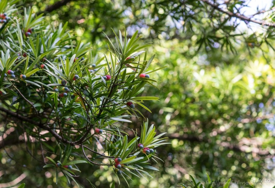 Подокарпус бонсай