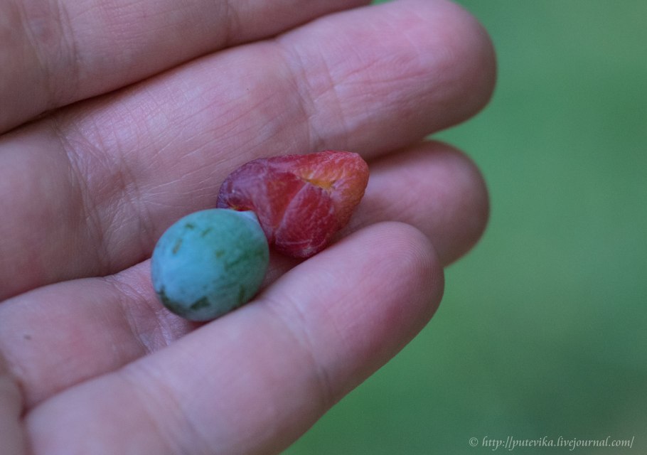 Плоды мармеладного дерева