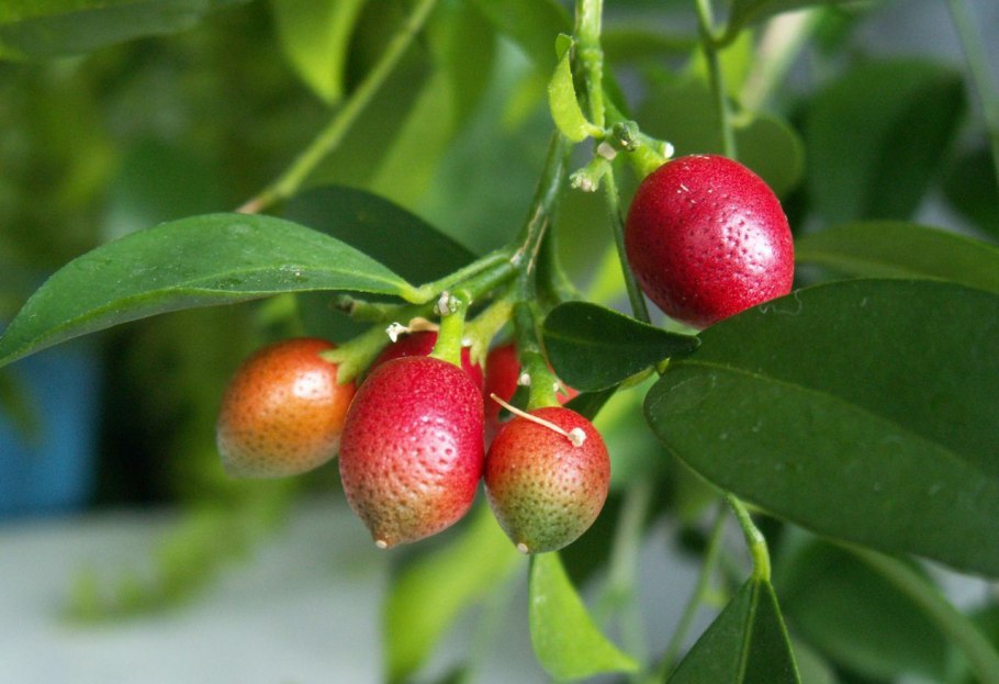 Сапотэ дерево