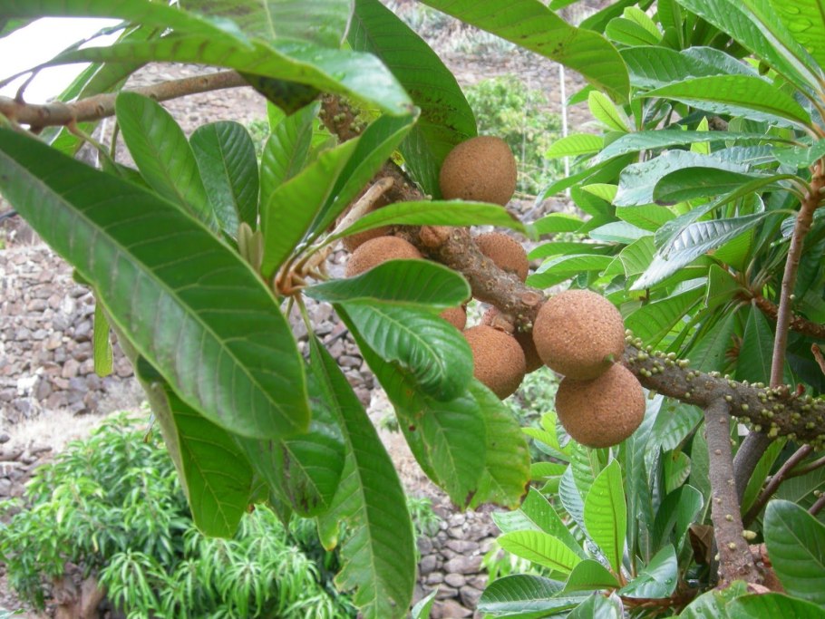 Тахас выращивание ореха