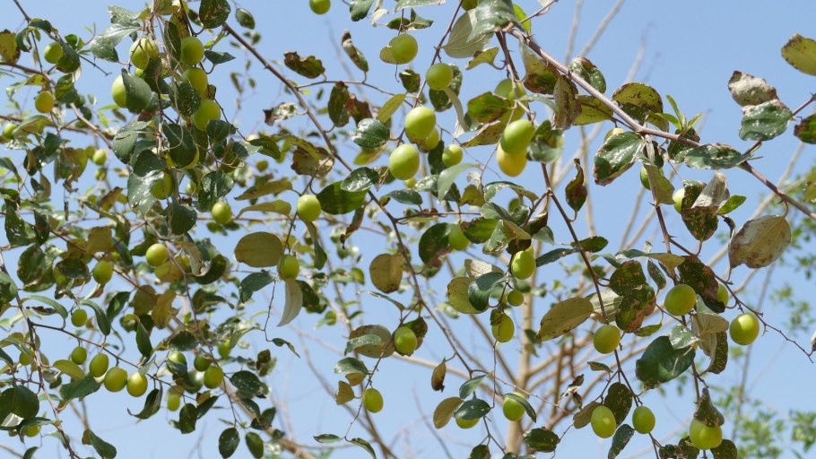 Тамариндовое дерево