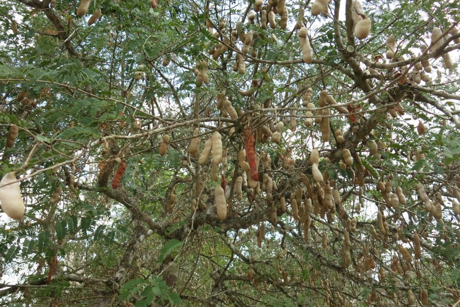 МАММЕЯ американская