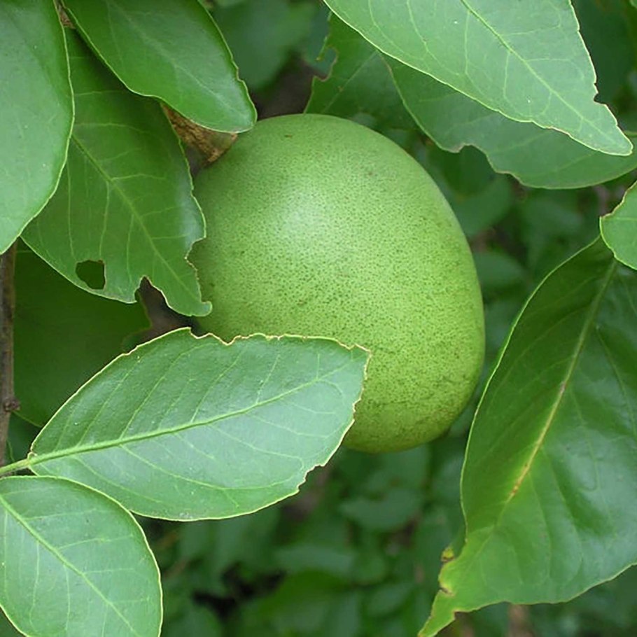 МАММЕЯ сапота