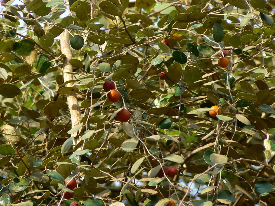 МАММЕЯ сапота