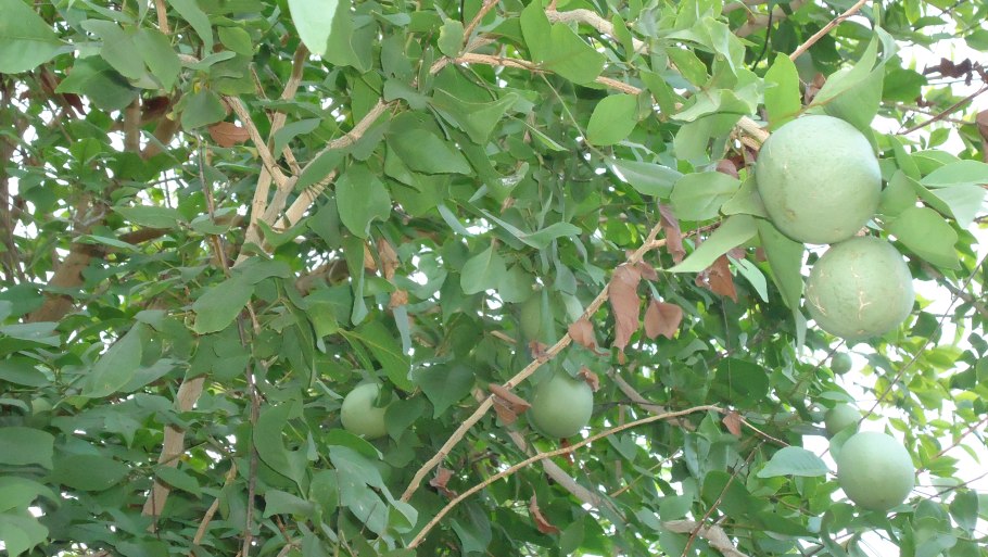 Мамей сапота фрукт
