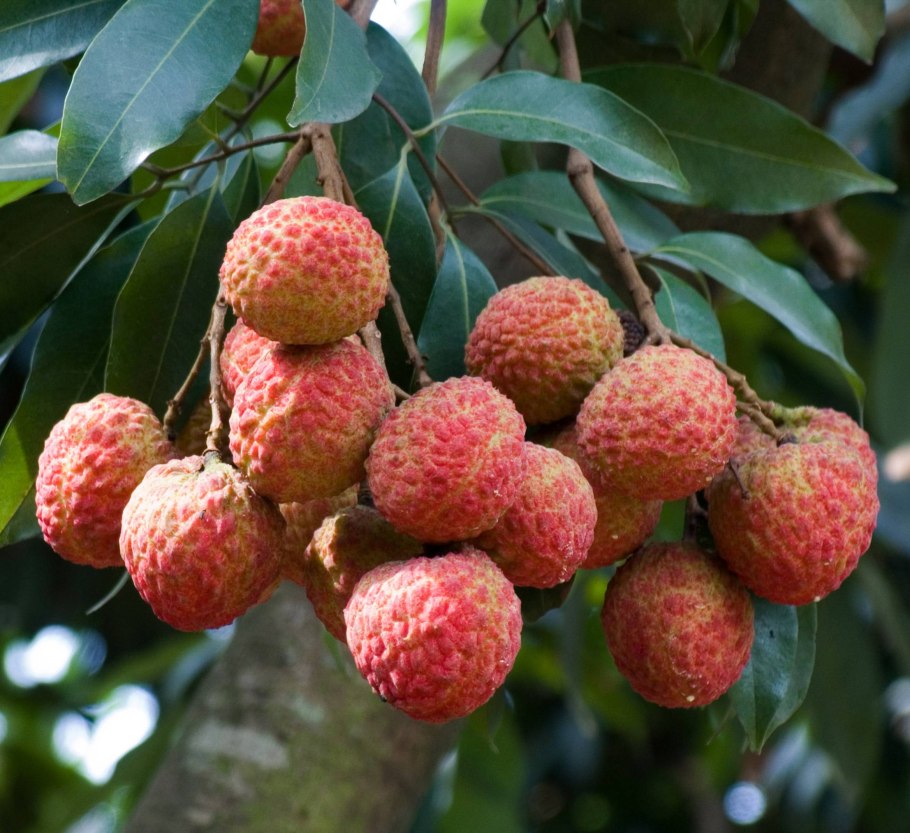 Мелико́ккус двупа́рный