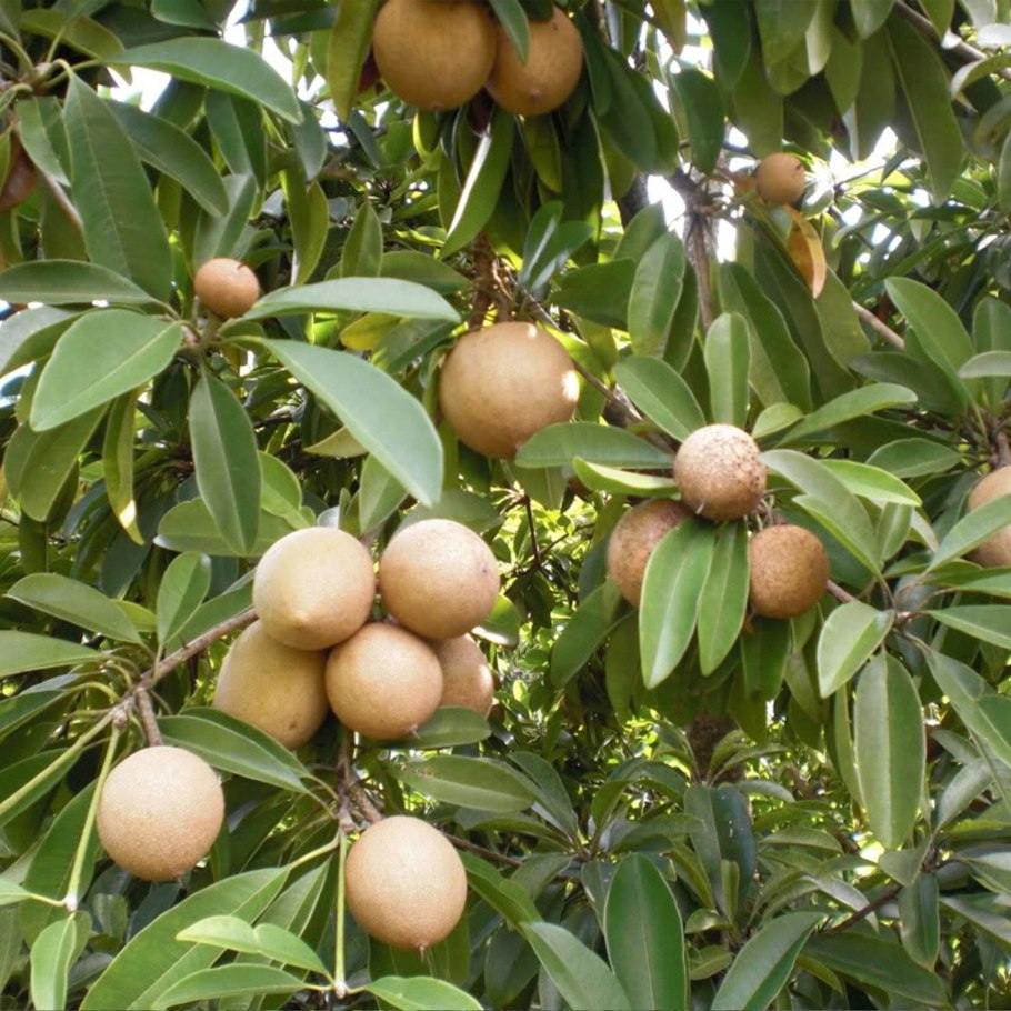 Ziziphus mauritiana