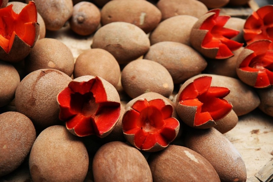 Дерево Сапоте