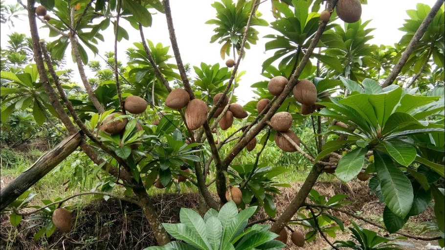 МАММЕЯ сапота