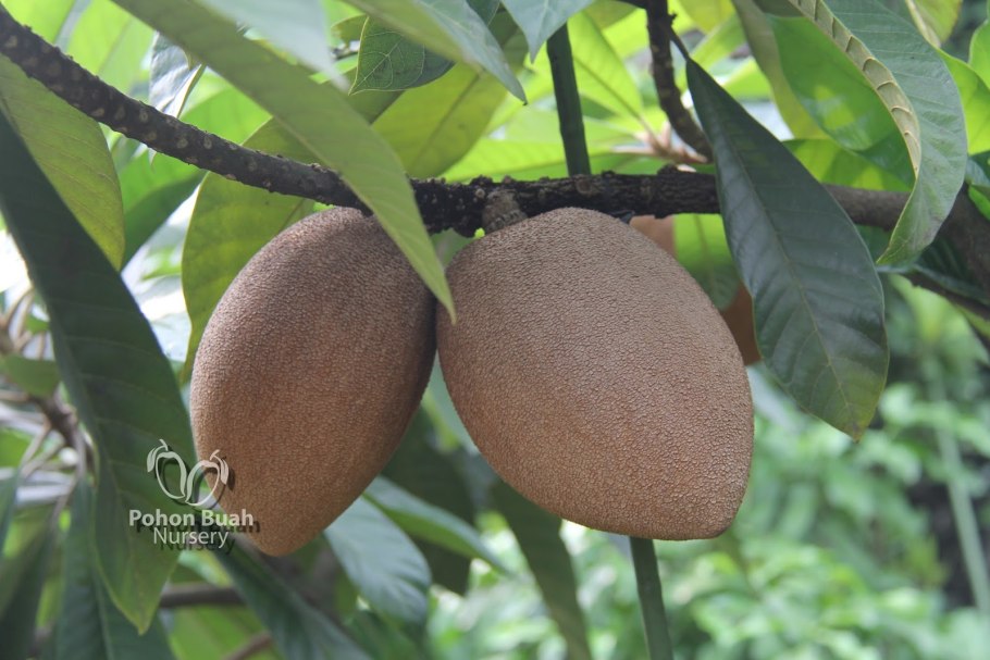 Мармеладное дерево сапота