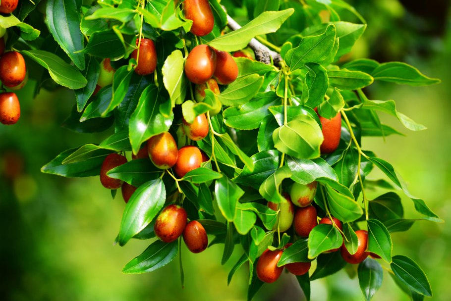 Зизифус настоящий