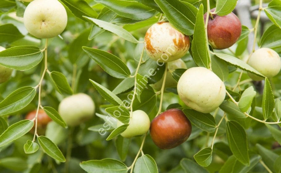 (Pouteria campechiana) дерево